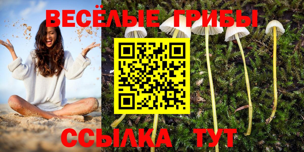 Кингисепп  Псилоцибиновые грибы Magic Shrooms  Вход с VPN 
